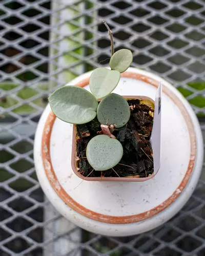 plant/#33 Hoya Grey Fairy-0-thumbnail