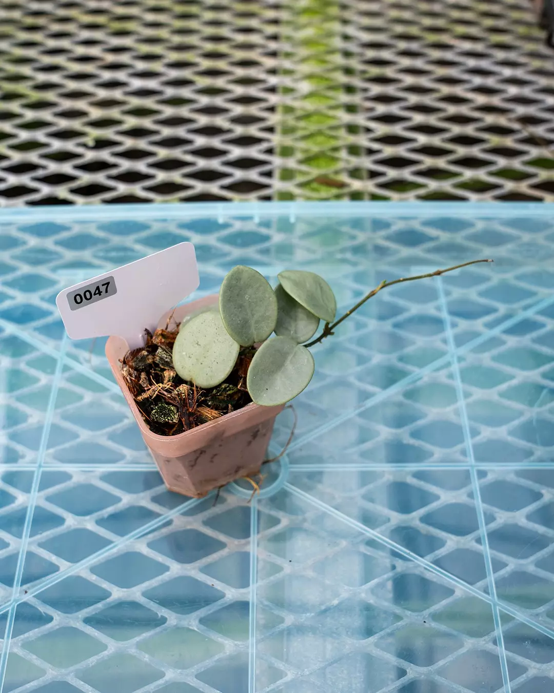 plant/#47 Hoya Grey Fairy-0