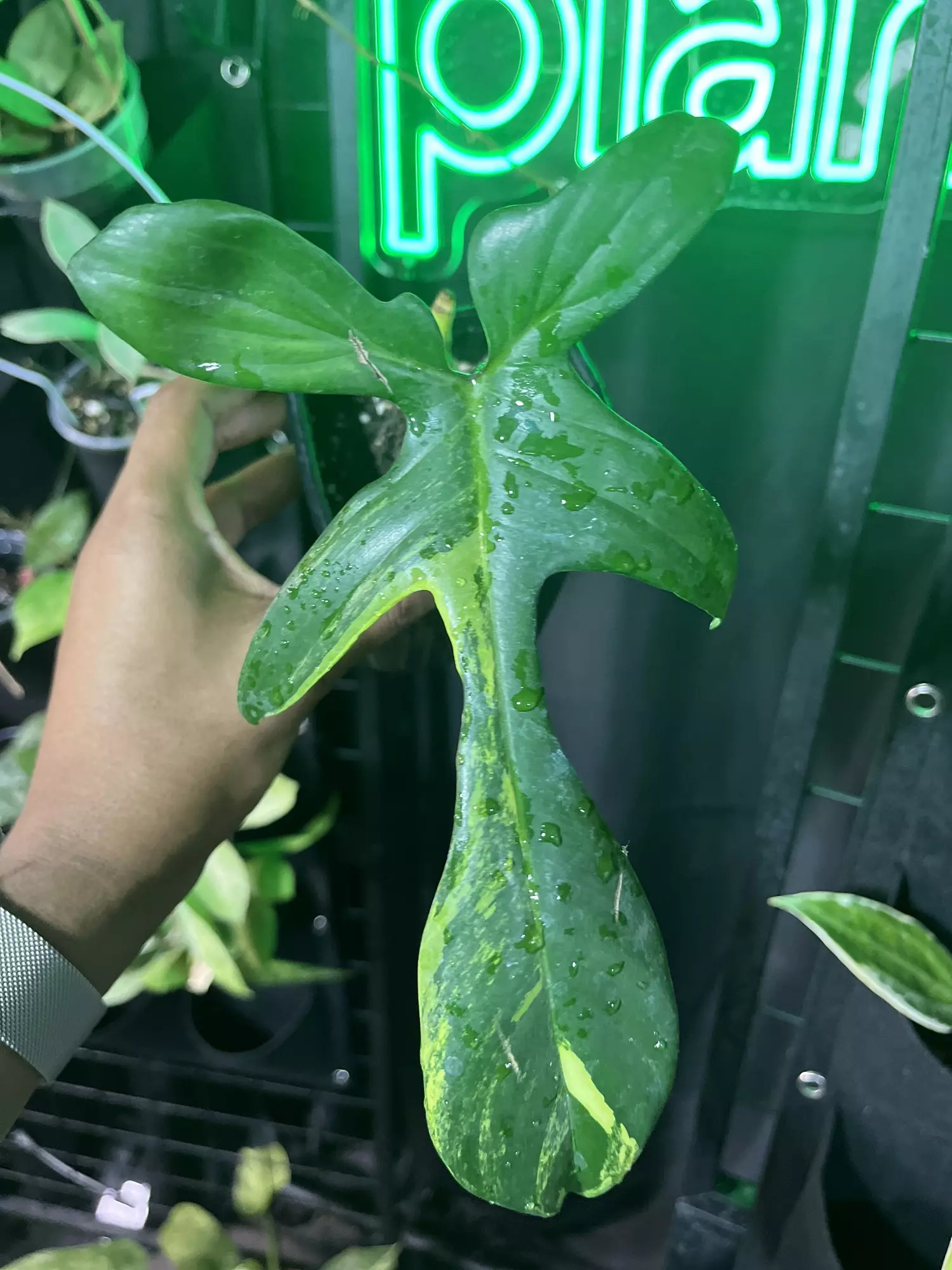 plant/Florida beauty-0