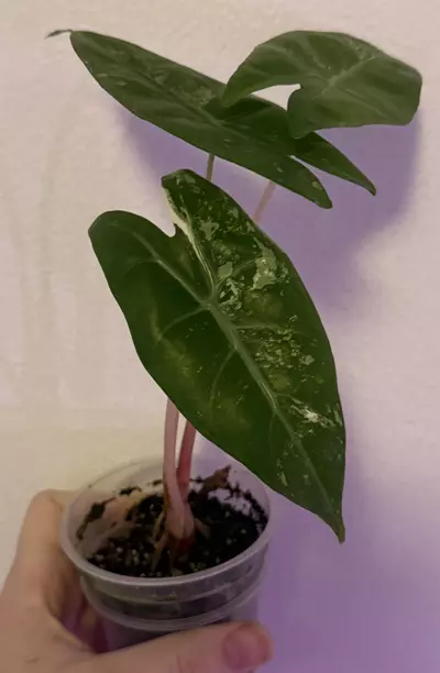 plant/Albo Pink Dragon Mama plant-0-thumbnail