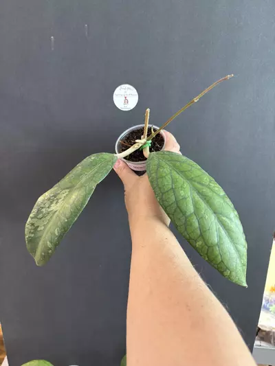 plant/Hoya Meredithii . Very BIG leaves  -0-thumbnail