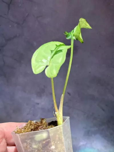 plant/Syngonium majesty-1-thumbnail