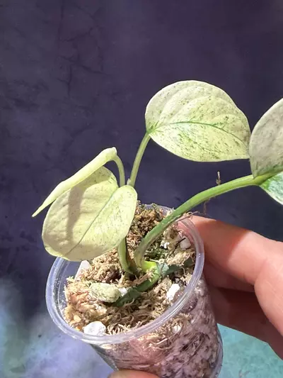 plant/Monstera variegated laniata lightly rooted-0-thumbnail