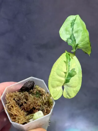 plant/Syngonium majesty-0-thumbnail