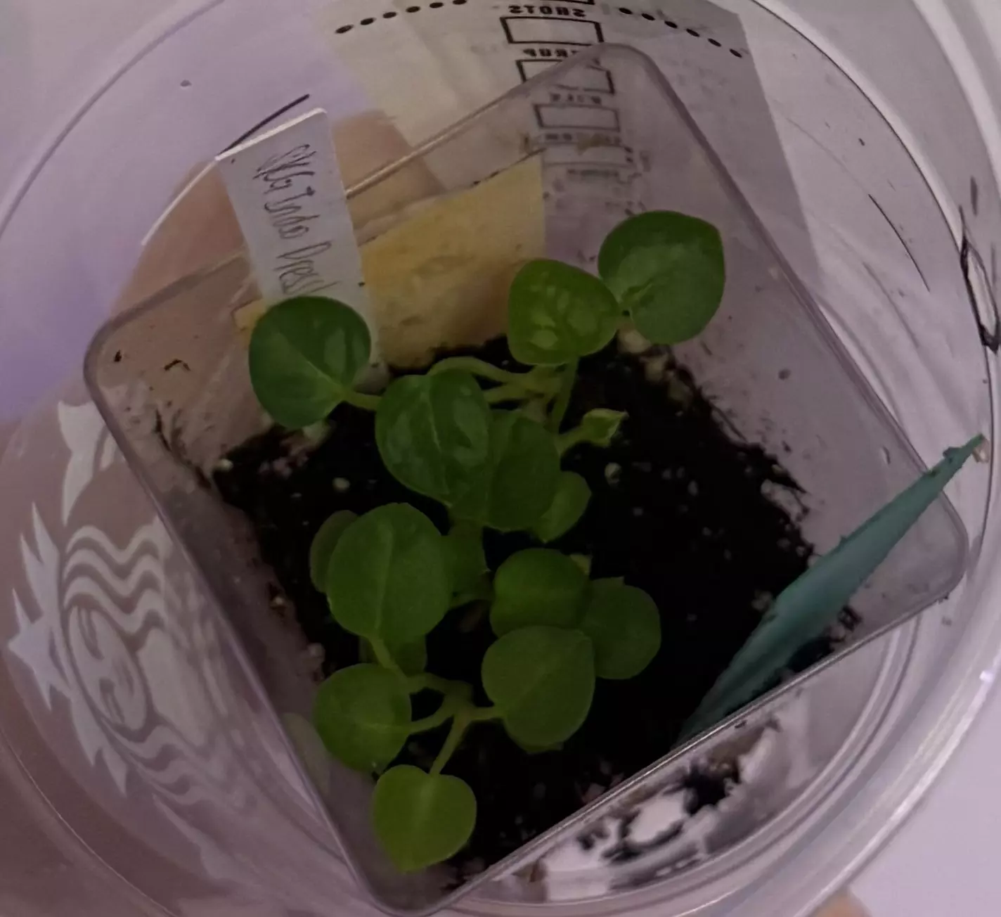 plant/Skg indo dress x pink lemonade-0