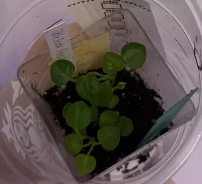 plant/Skg indo dress x pink lemonade-0-thumbnail