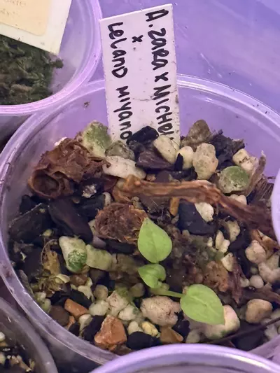 plant/Zara Michelle f 3 x Leland Miyano prop-0-thumbnail