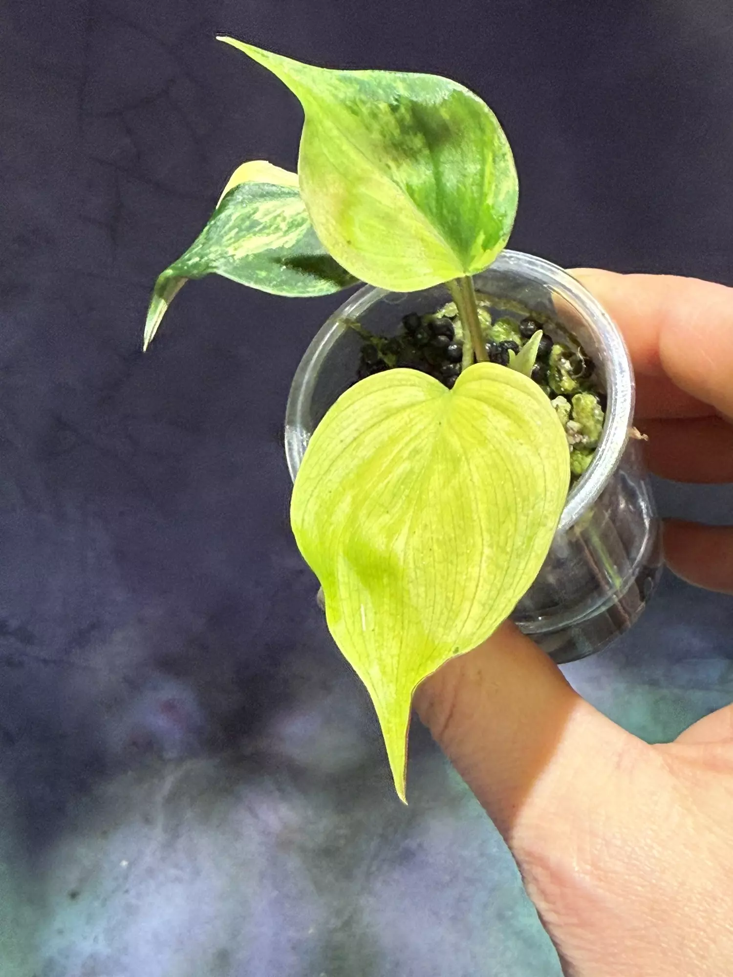 plant/Aurea micans philodendron-0