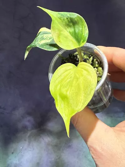 plant/Aurea micans philodendron-0-thumbnail