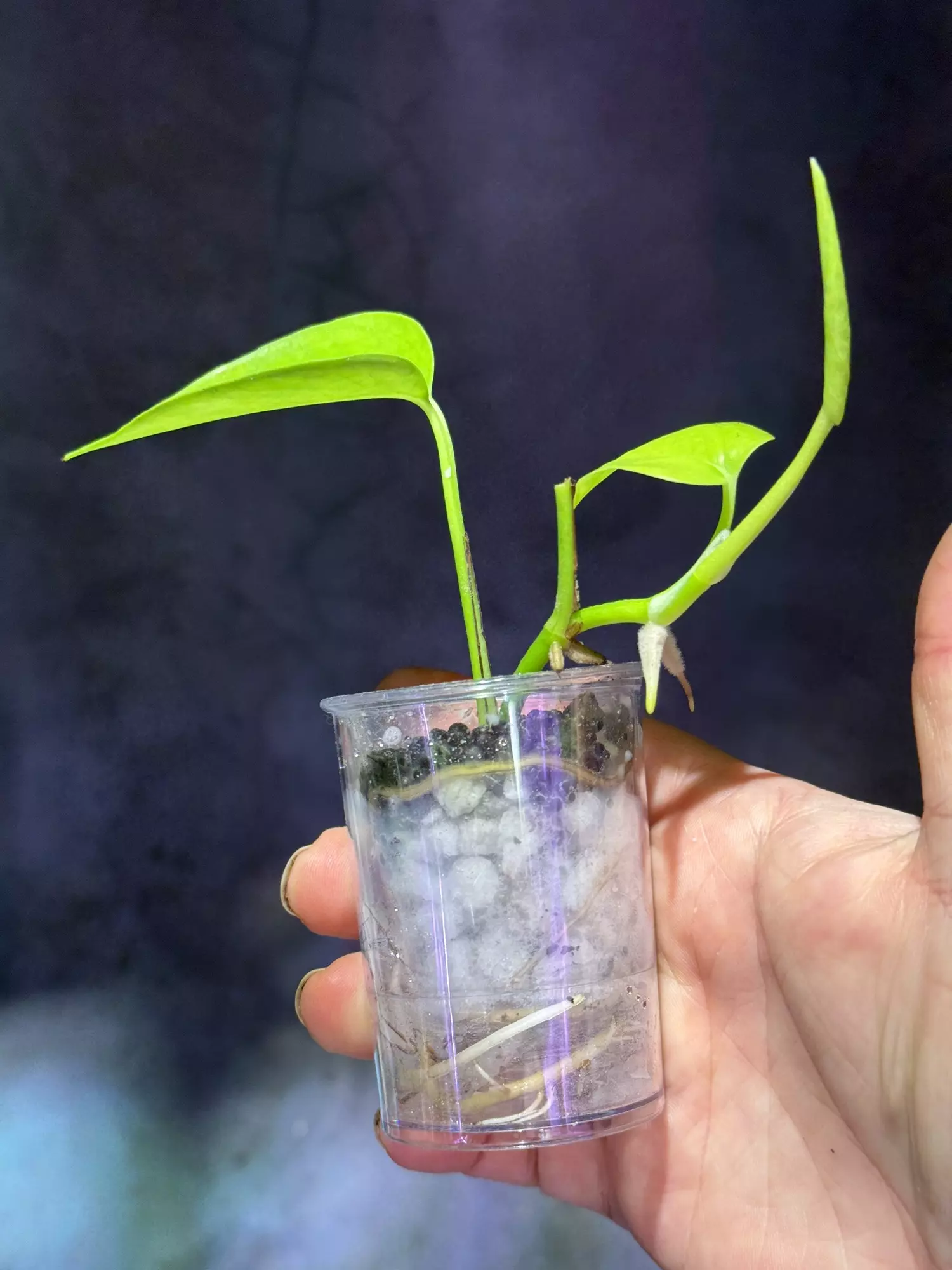 plant/Teruno wakakusa epipremnum-1