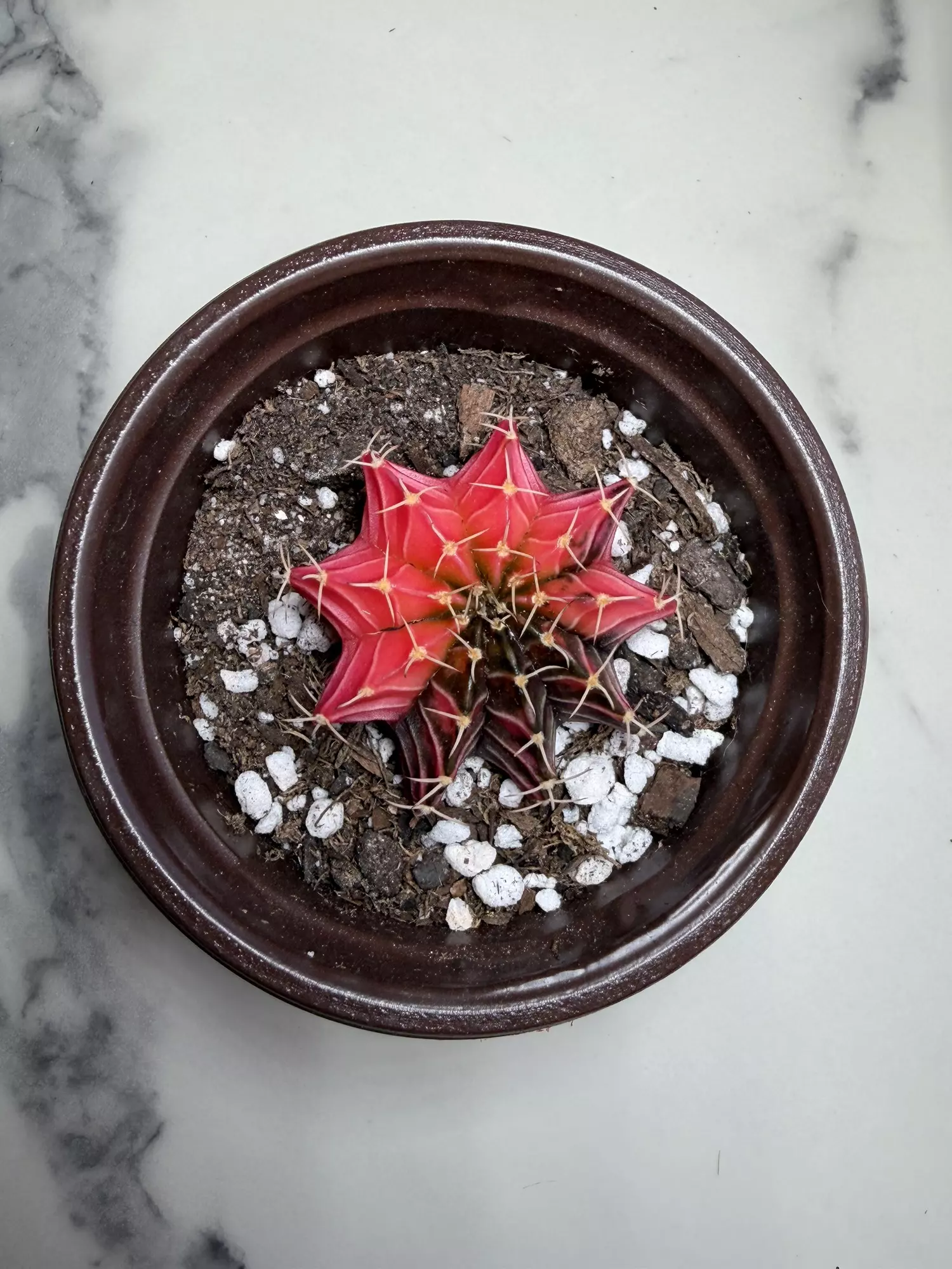 plant/Gymno x Pink Nova hybrid-0