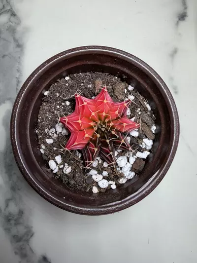 plant/Gymno x Pink Nova hybrid-0-thumbnail
