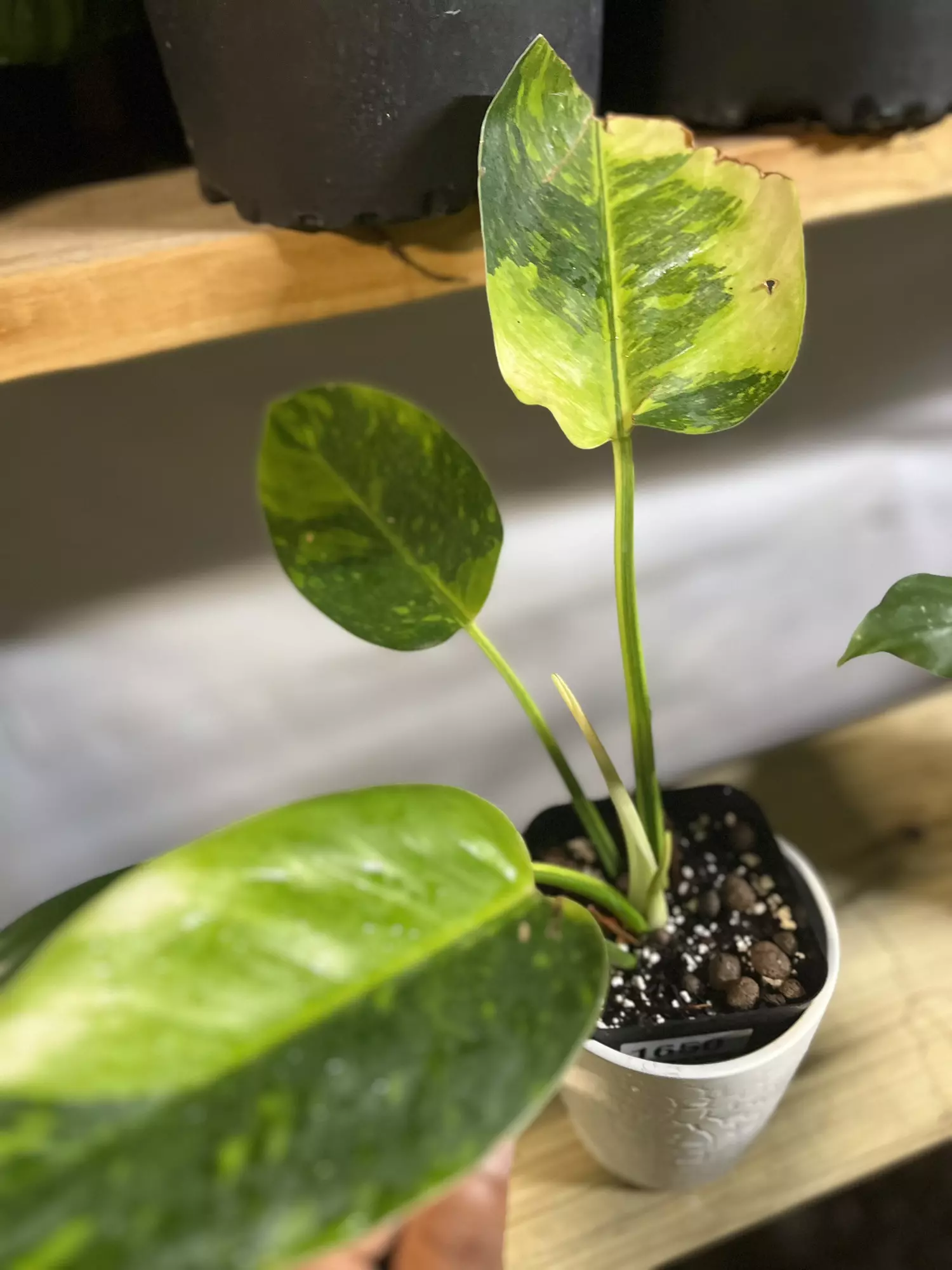 plant/Green Congo variegated-0