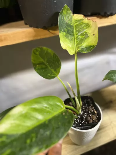 plant/Green Congo variegated-0-thumbnail