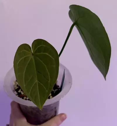 plant/Pure Skg Dress OFFSET-0-thumbnail