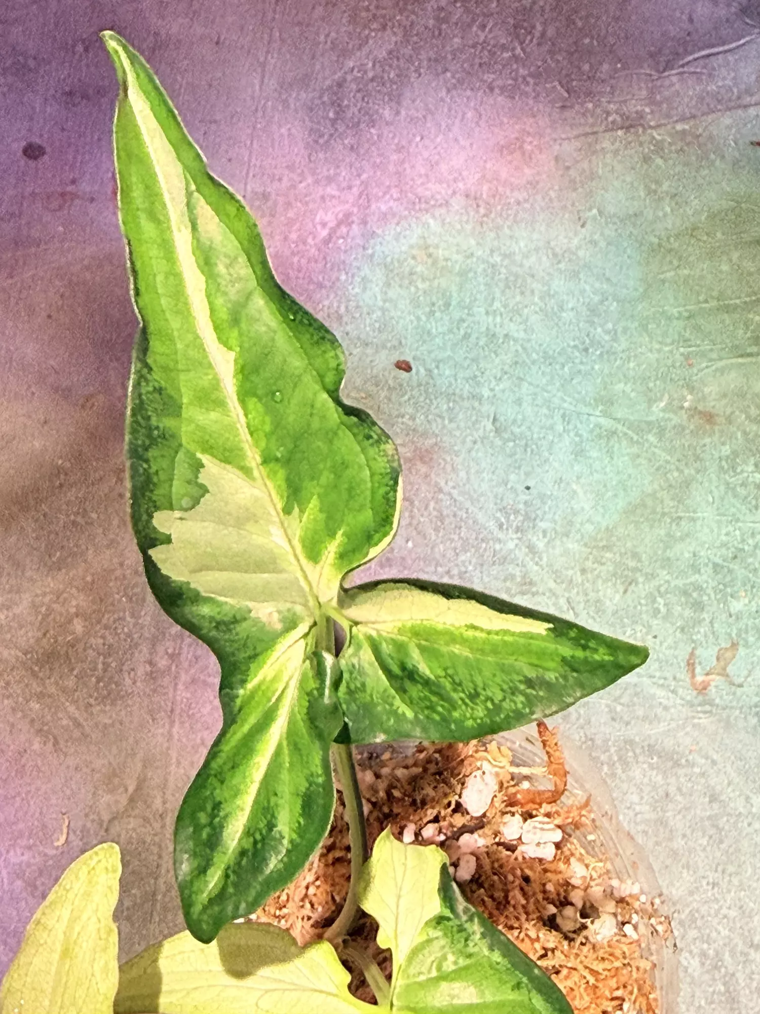 plant/Syngonium tricolor anguststum-1