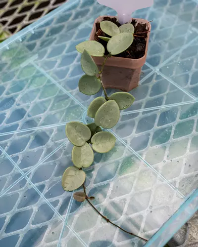 plant/#48 Hoya Grey Fairy-1-thumbnail