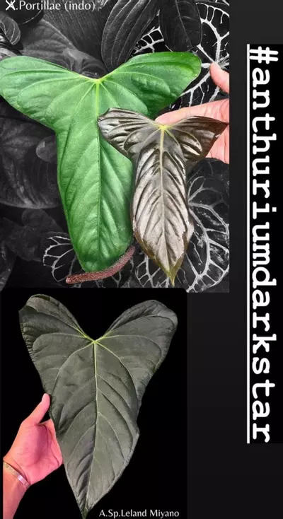 plant/Anthurium Darkstar-2-thumbnail