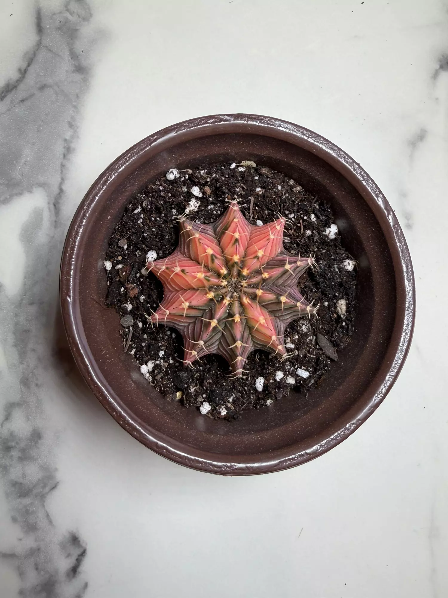 plant/Gymno x LB seed grown,  hybrid-2