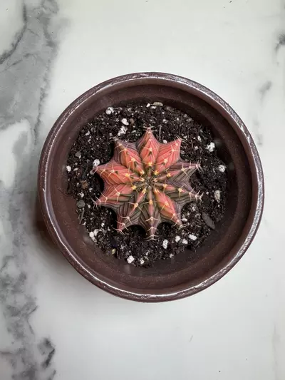 plant/Gymno x LB seed grown,  hybrid-2-thumbnail