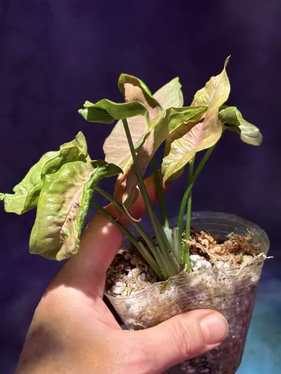 plant/Syngonium pink cloud-2-thumbnail