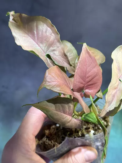 plant/Rare syngonium pink slender-2-thumbnail