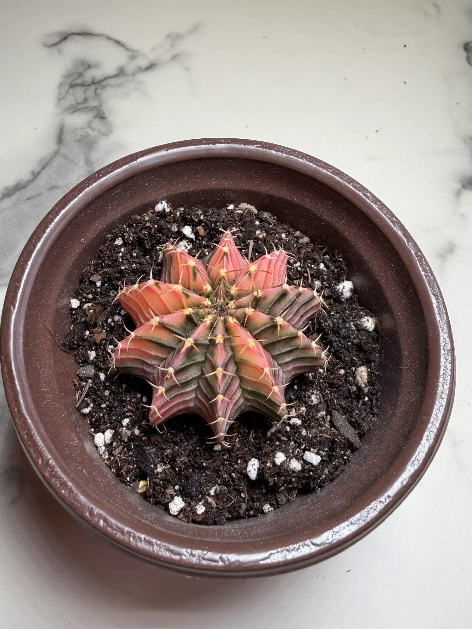 plant/Gymno x LB seed grown,  hybrid-1