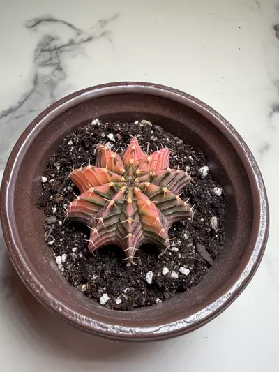 plant/Gymno x LB seed grown,  hybrid-1-thumbnail