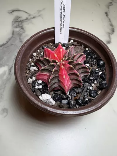 plant/Gymno x fireworks seed grown,  hybrid-1-thumbnail