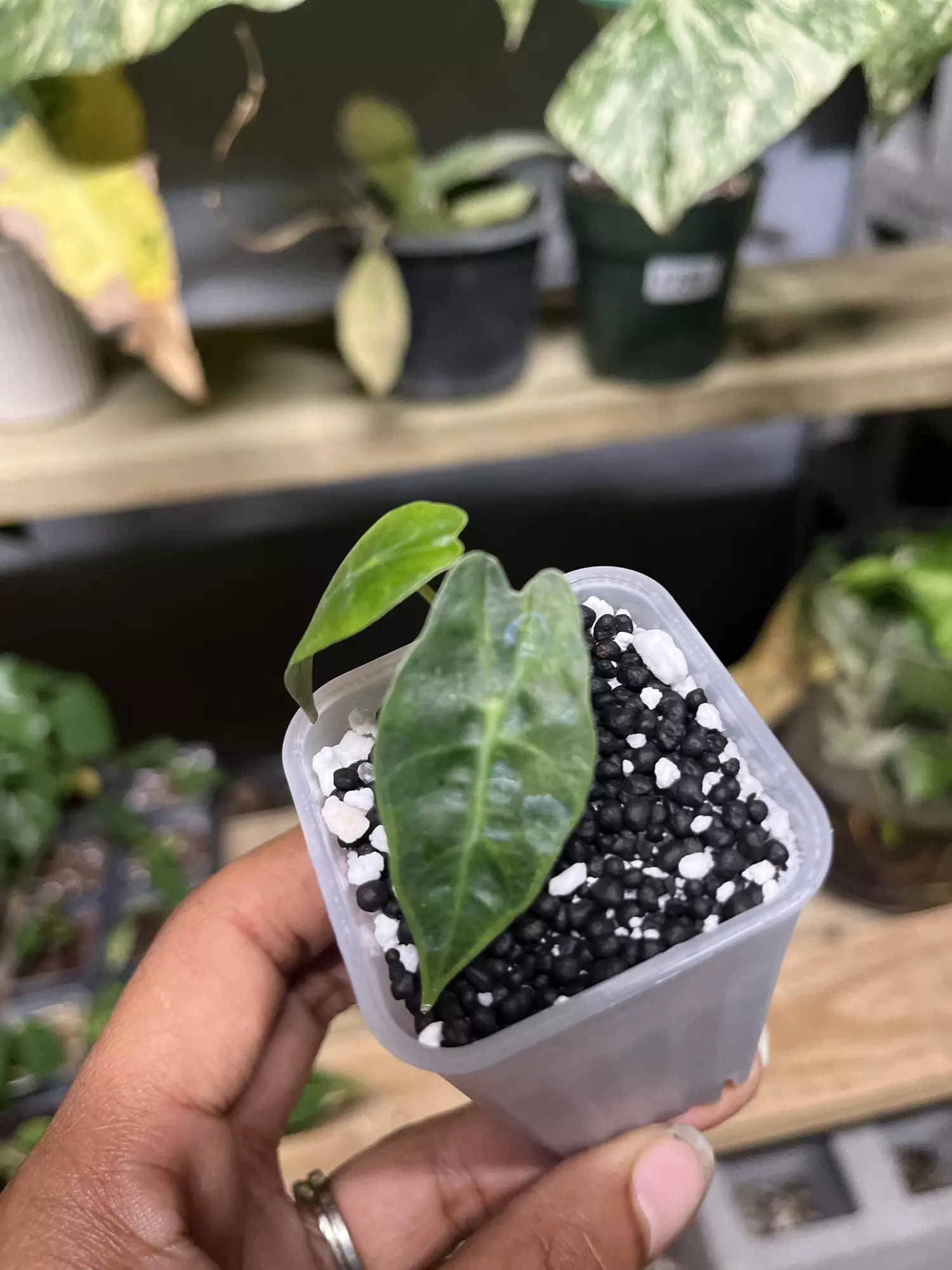 plant/Alocasia Polly variegated (Aurea) pup-0