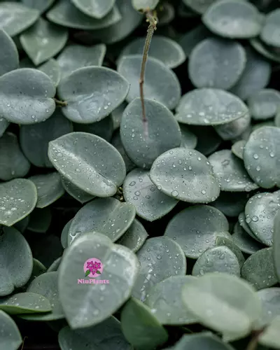 plant/GROWERS CHOICE 1 NODE, 2 LEAF FRESH CUTTING-0-thumbnail