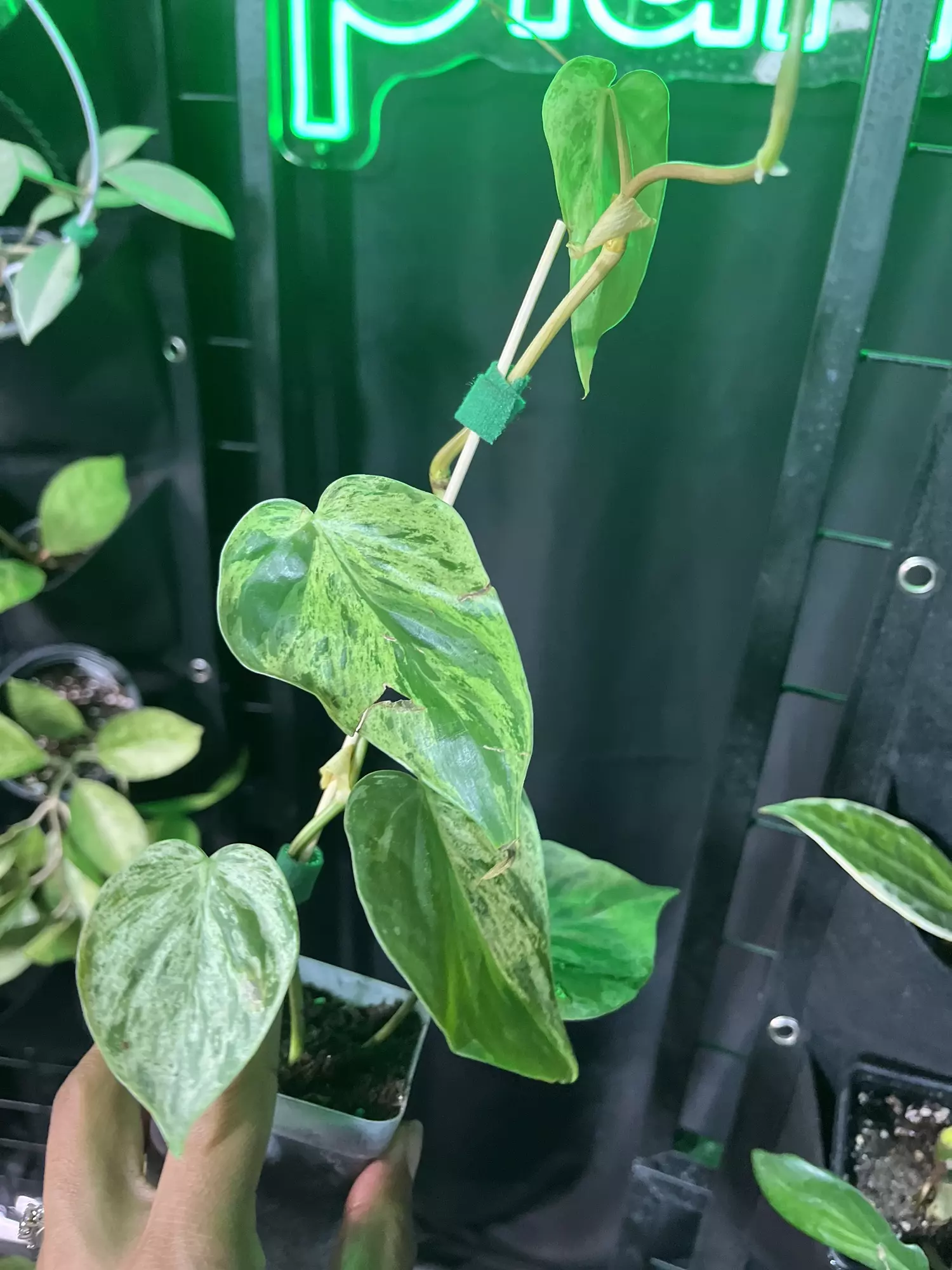 plant/Variagated hearleaf-0