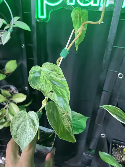 plant/Variagated hearleaf-0-thumbnail