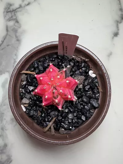 plant/Gymno x Pink Nova hybrid-2-thumbnail