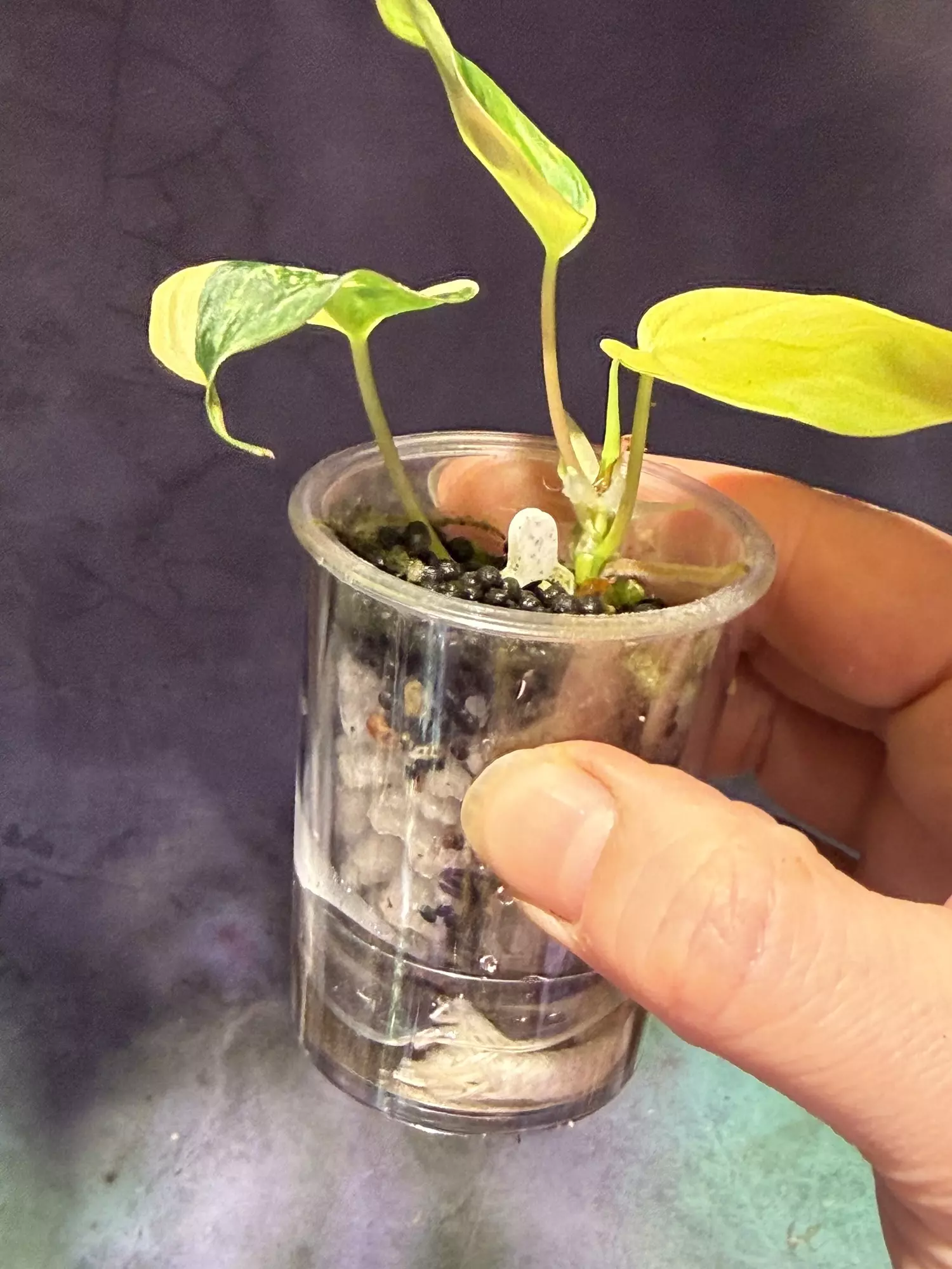 plant/Aurea micans philodendron-1