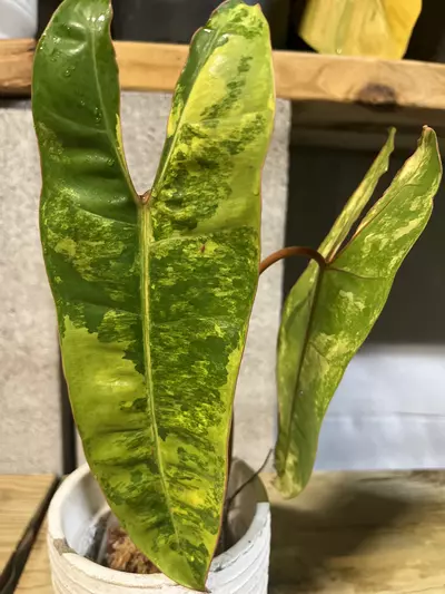 plant/Philodendron Billietiae Variegated-0-thumbnail