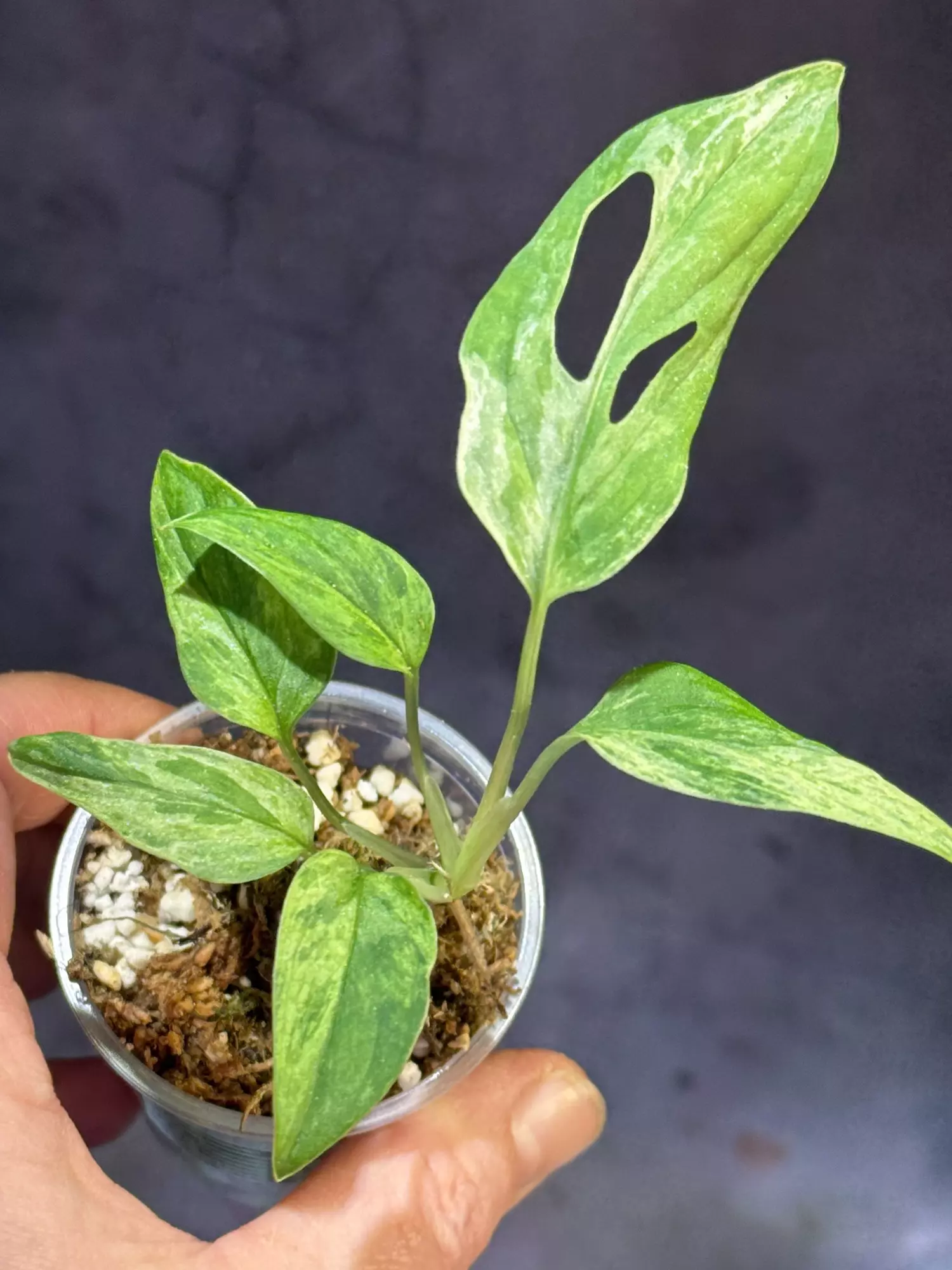 plant/Monstera Indo mint adansonii-0