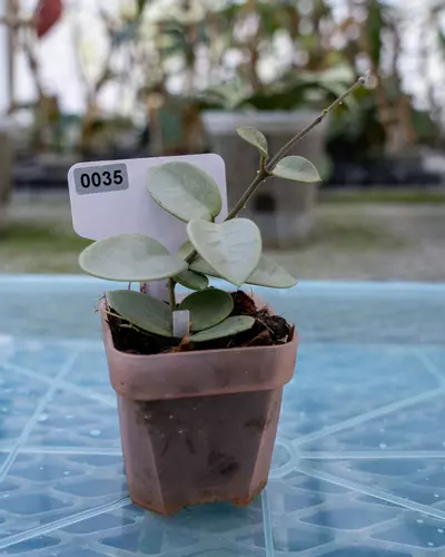 plant/#35 Hoya Grey Fairy-1-thumbnail