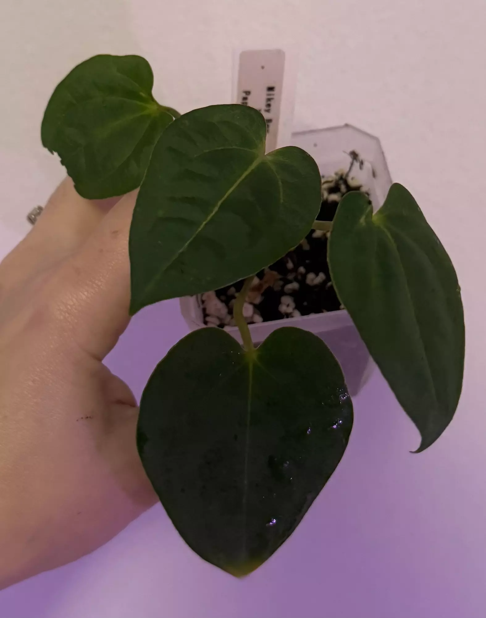 plant/Mikey boy x pap rlfs-0