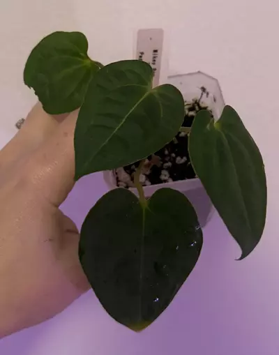 plant/Mikey boy x pap rlfs-0-thumbnail