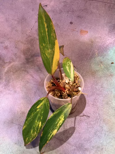 plant/Philodendron strawberry shake-0-thumbnail