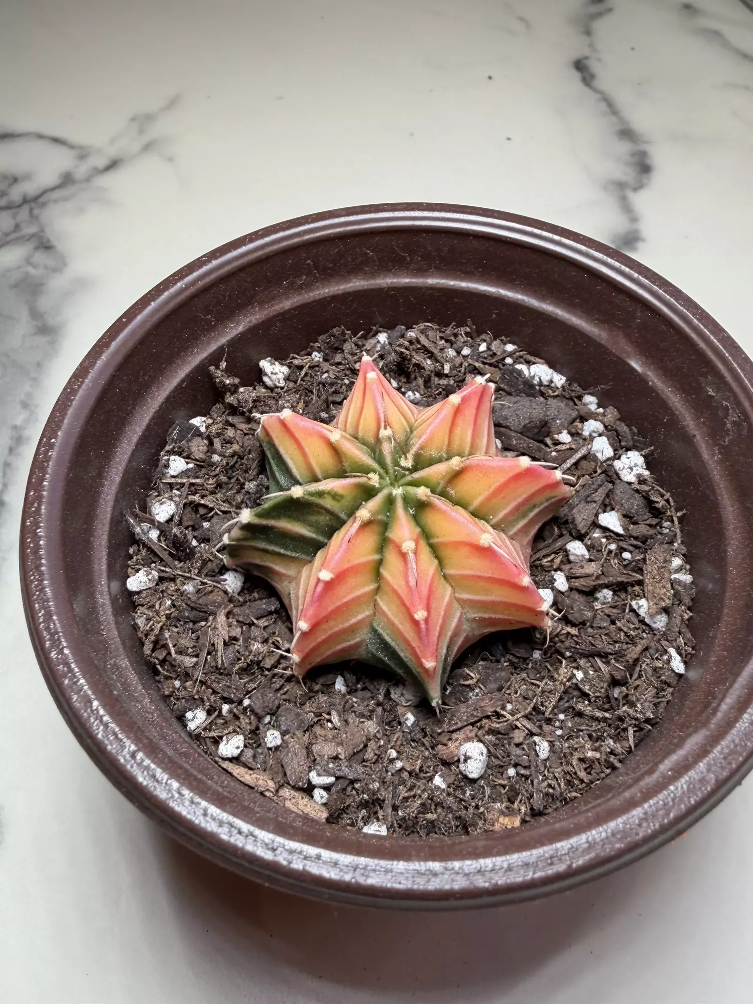 plant/Gymno x LB Pink dimond hybrid-1