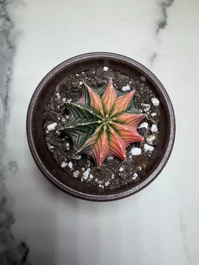 plant/Gymno x LB hybrid-0-thumbnail