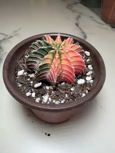 plant/Gymno x LB hybrid-1-thumbnail