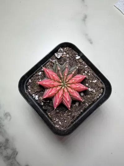 plant/Gymno x Pink dimond hybrid-0-thumbnail