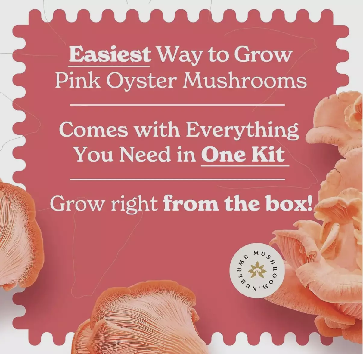 plant/Pink Oyster mushroom grow kit-3