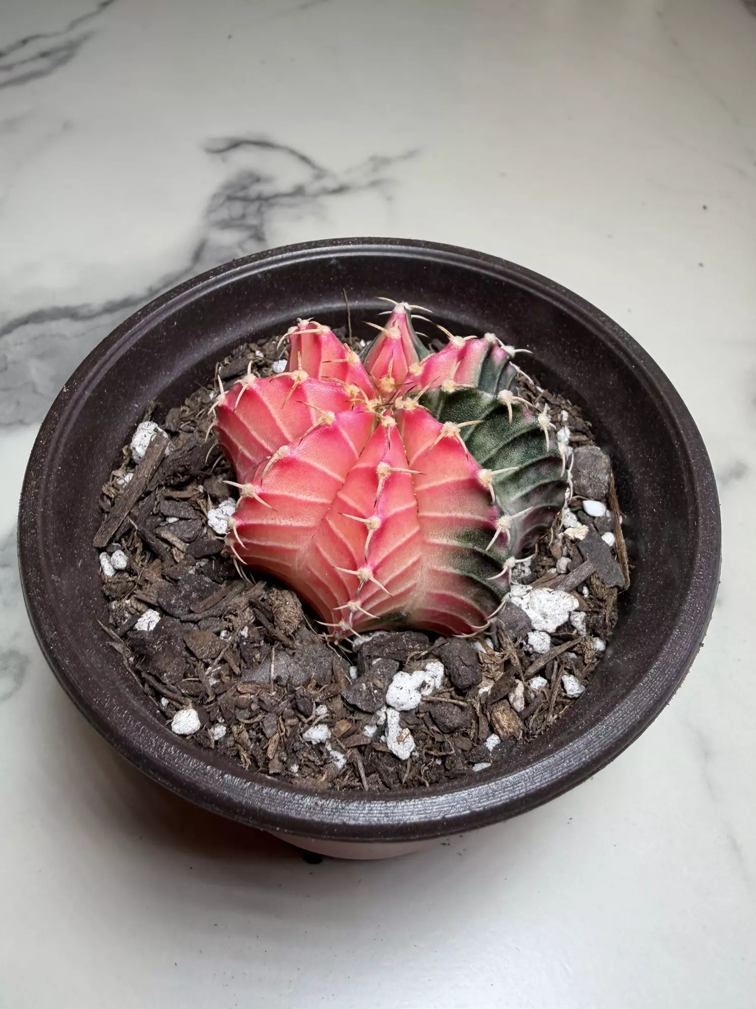 plant/Gymno x lB Pink dimond hybrid-1