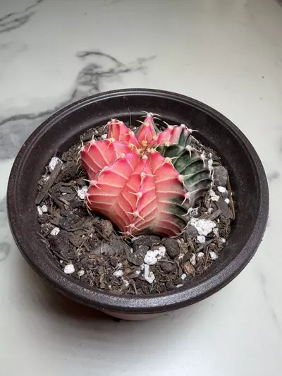 plant/Gymno x lB Pink dimond hybrid-1-thumbnail