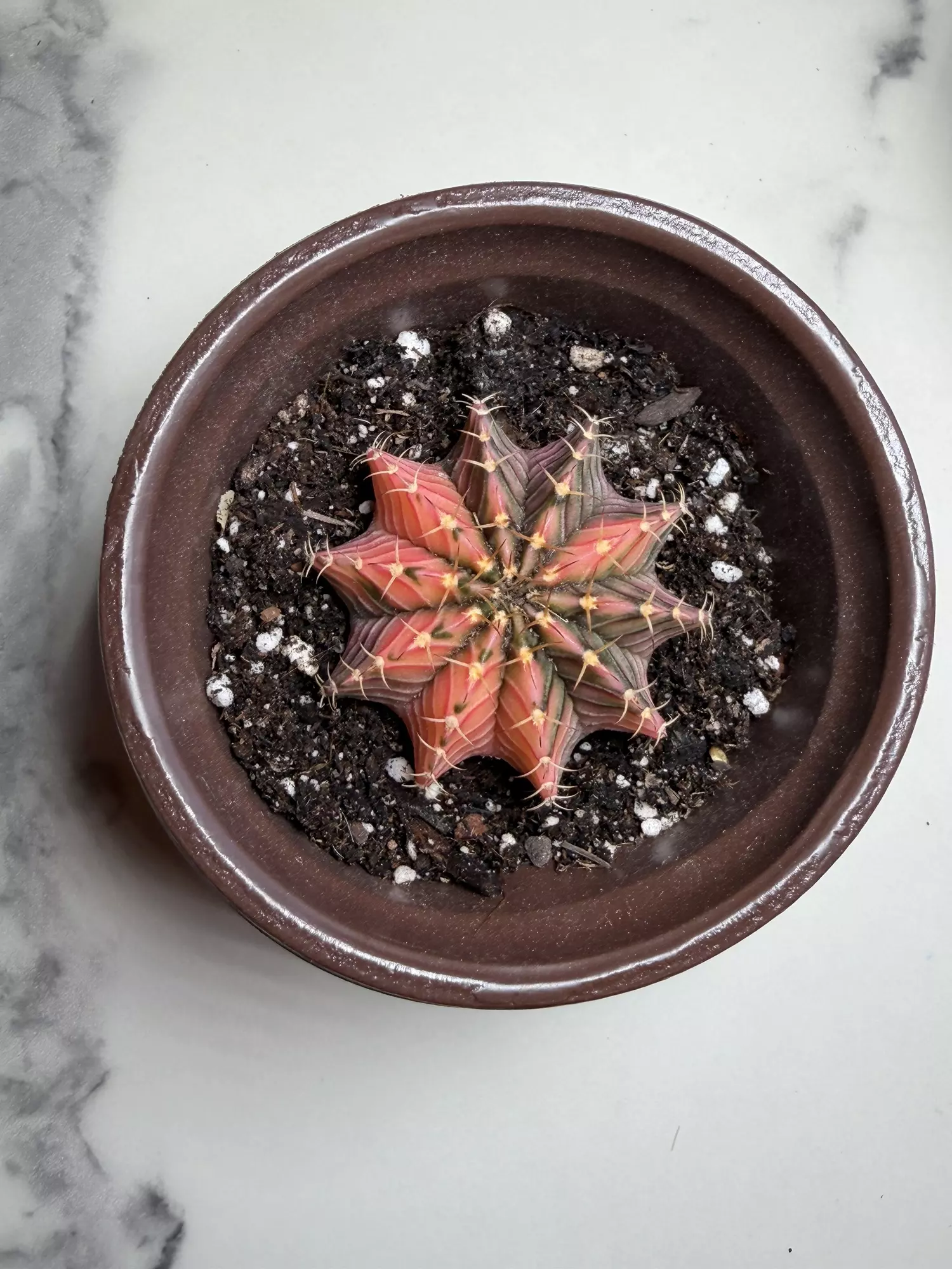 plant/Gymno x LB seed grown,  hybrid-0