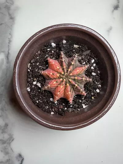 plant/Gymno x LB seed grown,  hybrid-0-thumbnail